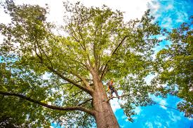 Tree and Shrub Care in Belleair, FL